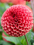 Dahlia Copper Boy