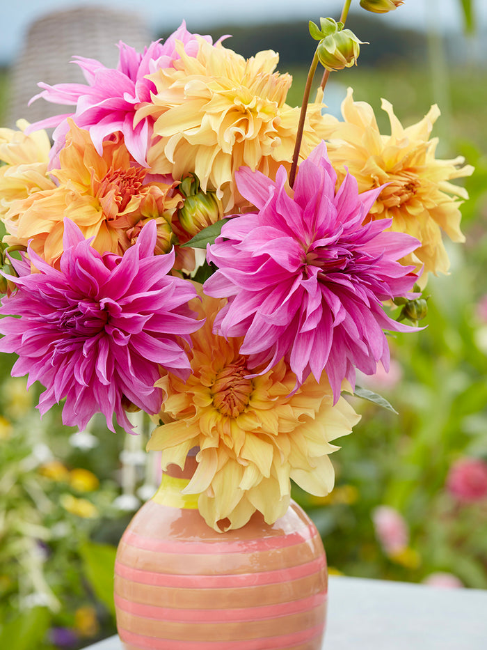 Dahlia Coral Crush Collection