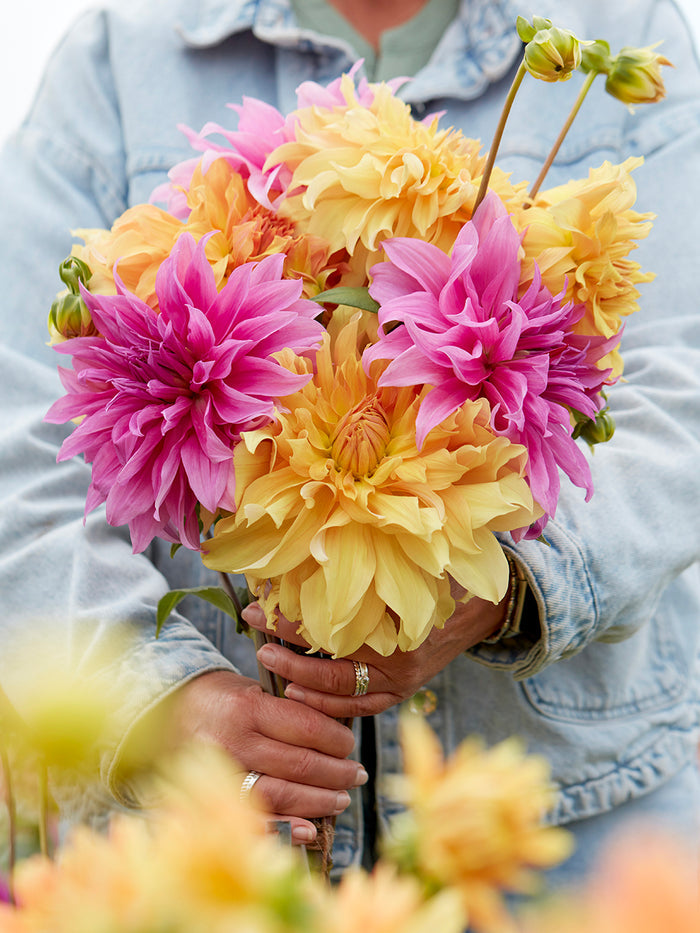 Dahlia Coral Crush Collection