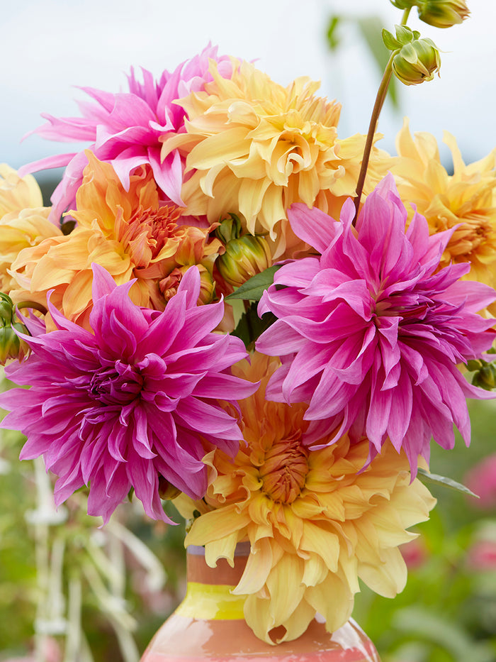 Dahlia Coral Crush Collection