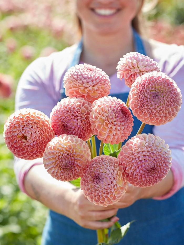 Dahlia Cornel Salmon