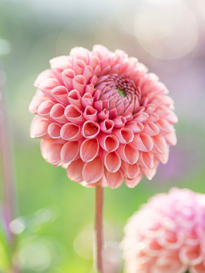Dahlia Cornel Salmon