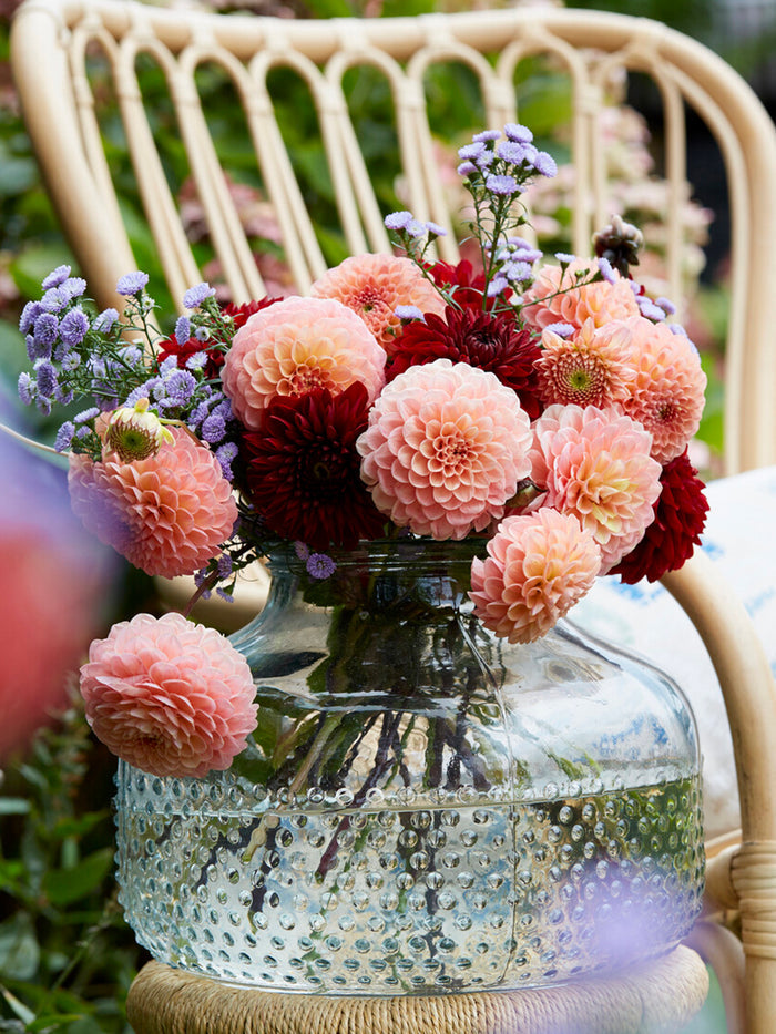 Dahlia Cornel Salmon