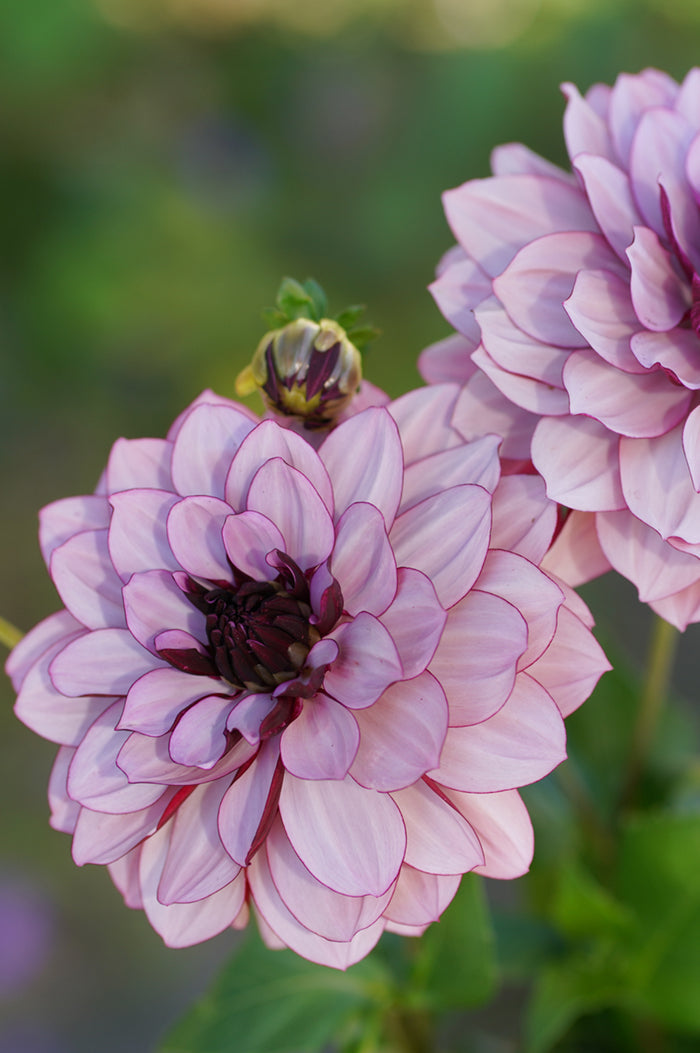 Dahlia Crème de Cassis Tubers