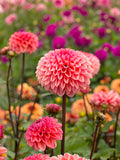 Dahlia Daisy Duke