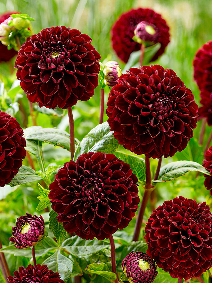 Dahlia Dark Spirit