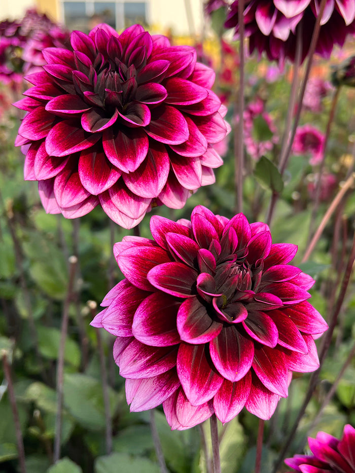 Dahlia Davina Michelle