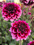 Dahlia Davina Michelle
