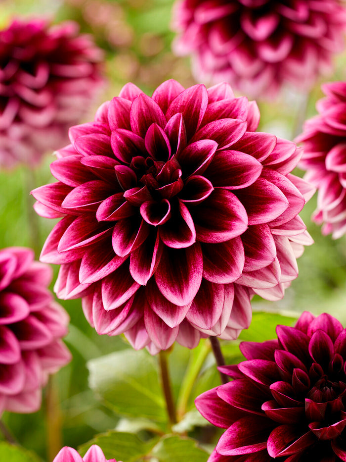 Dahlia Davina Michelle
