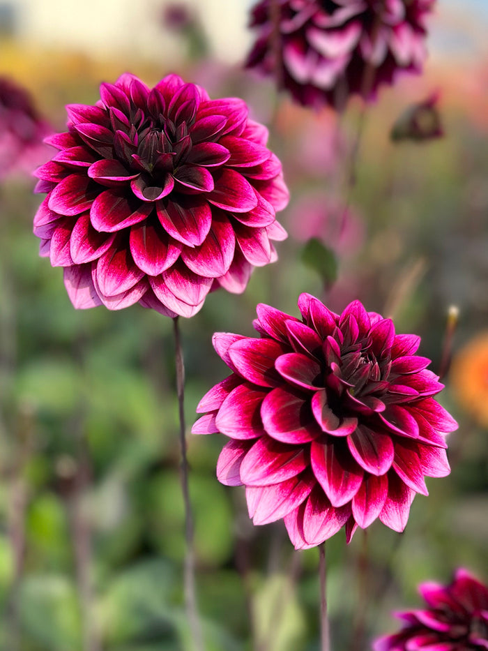 Dahlia Davina Michelle