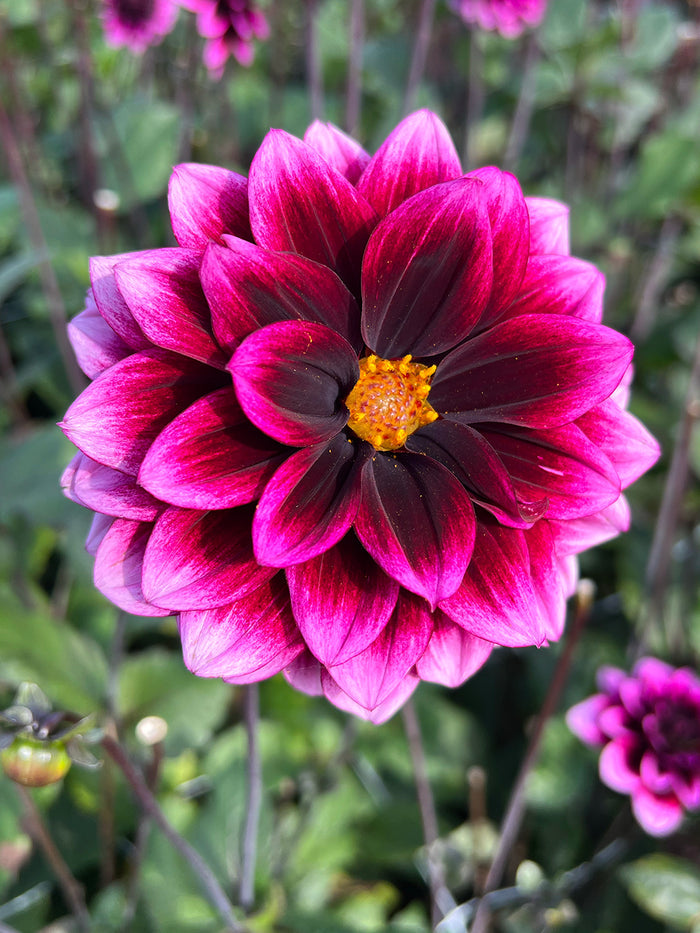 Dahlia Davina Michelle