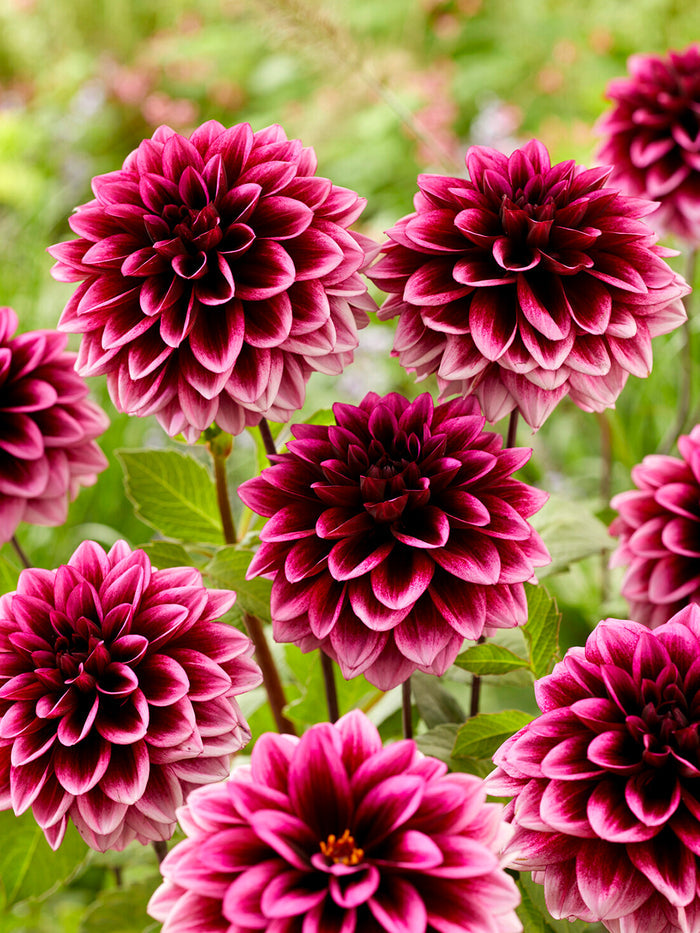 Dahlia Davina Michelle