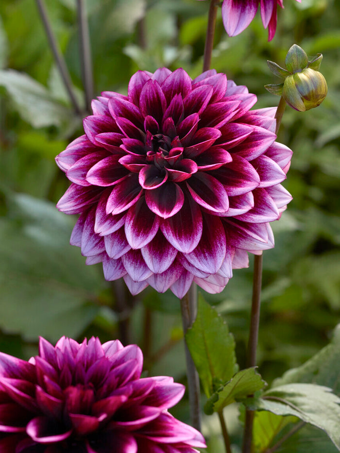 Dahlia Davina Michelle