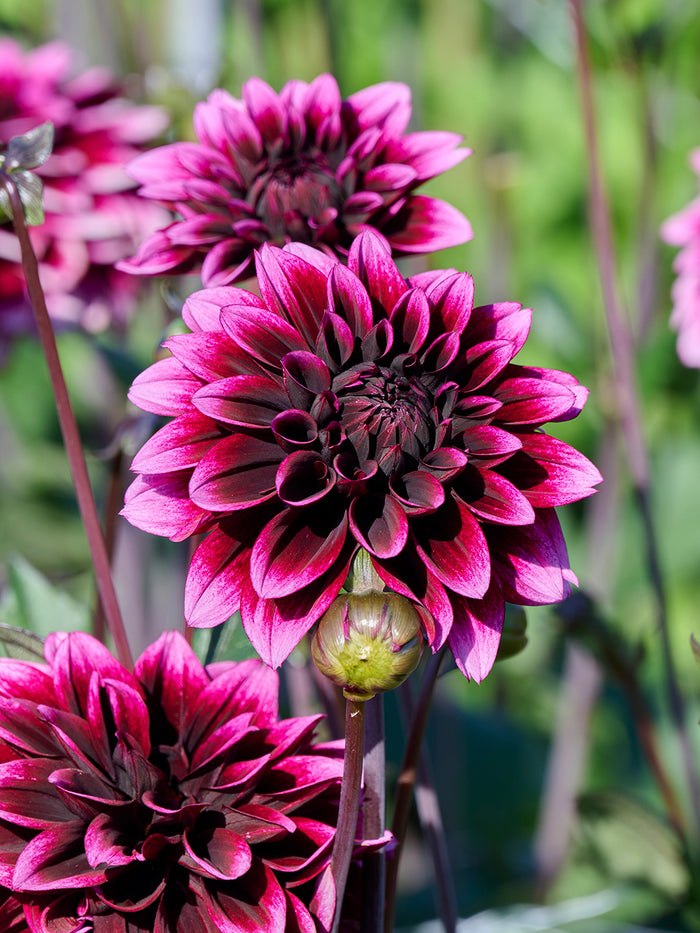 Dahlia Davina Michelle