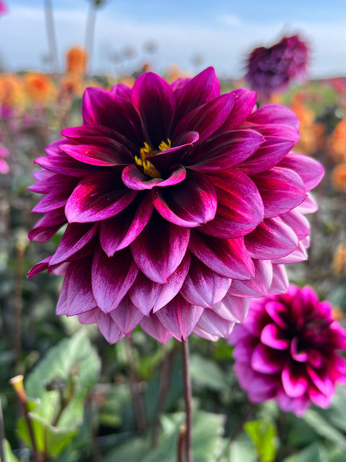Dahlia Davina Michelle