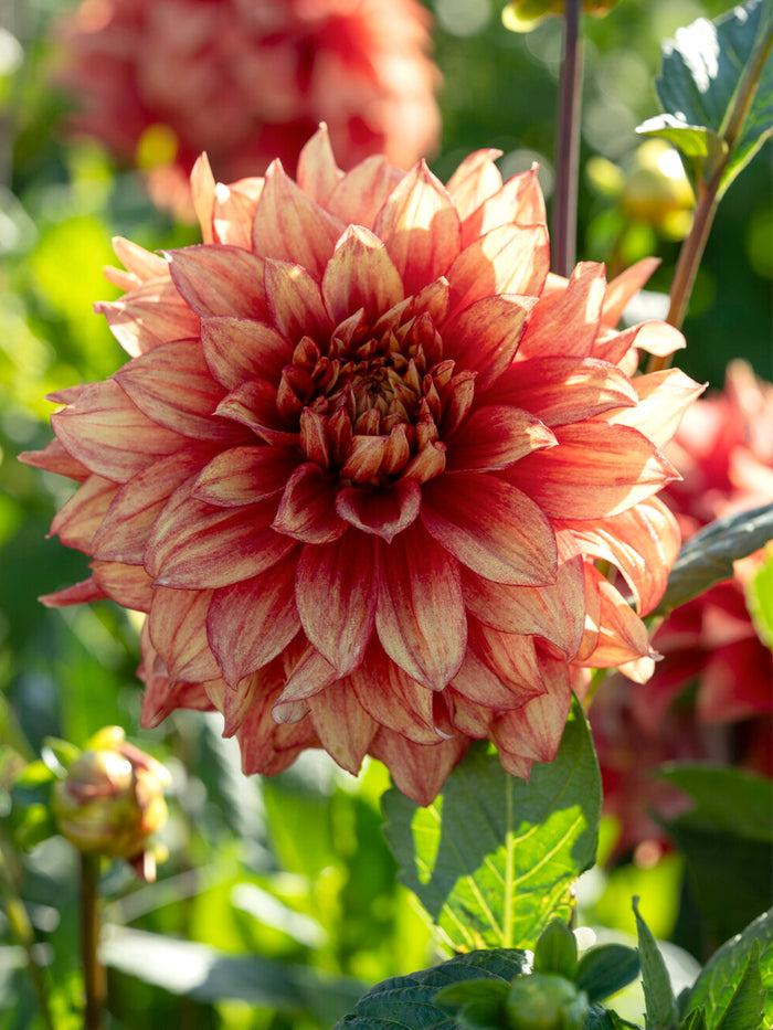 Dahlia Dazzling Magic