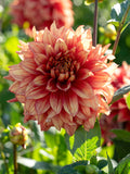 Dahlia Dazzling Magic