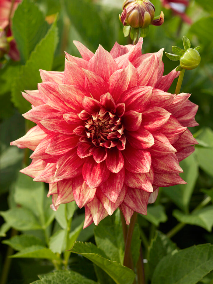Dahlia Dazzling Magic
