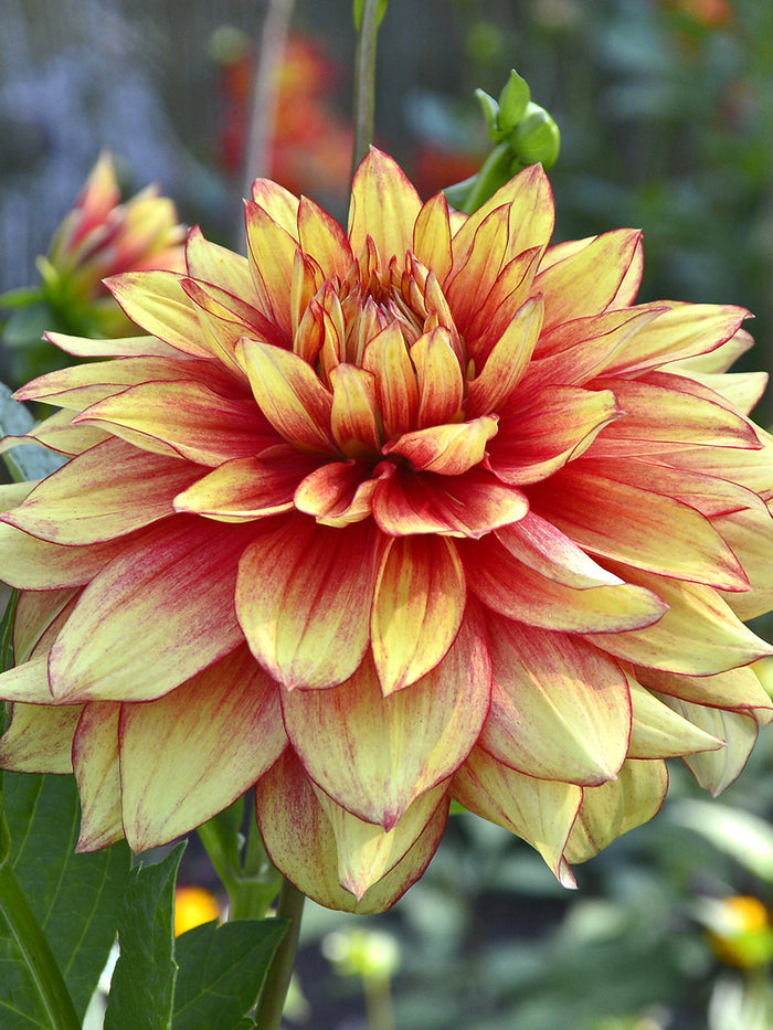 Dahlia Dazzling Magic