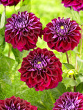 Dahlia Diva