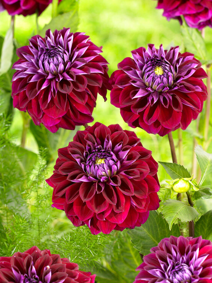 Dahlia Diva