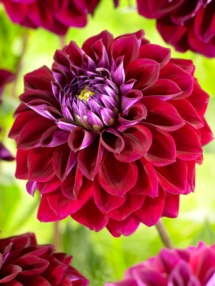 Dahlia Diva