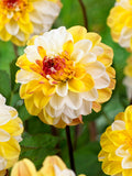 Dahlia Double Jill