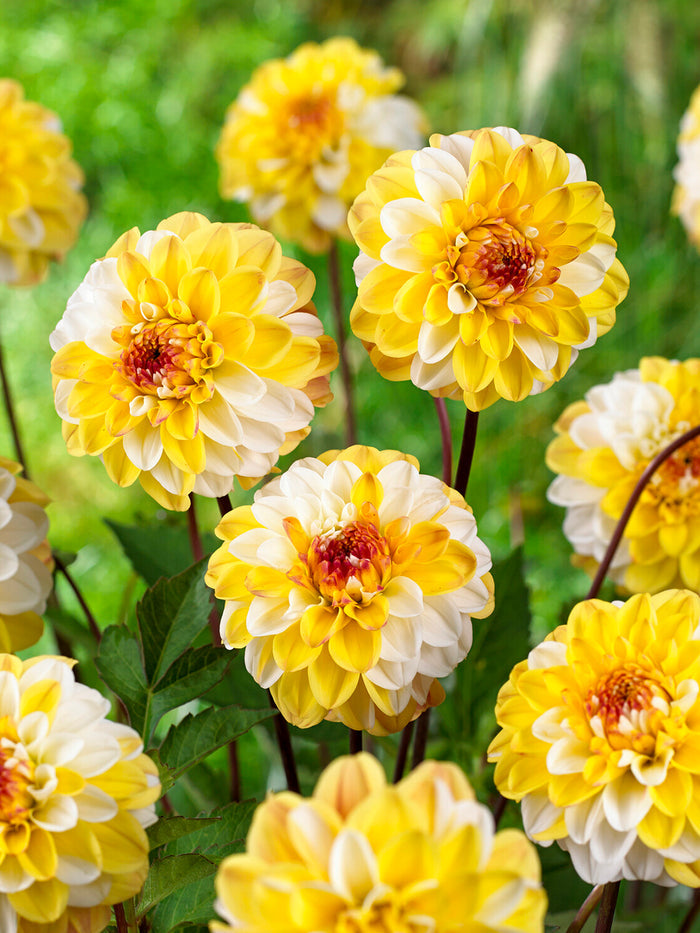 Dahlia Double Jill