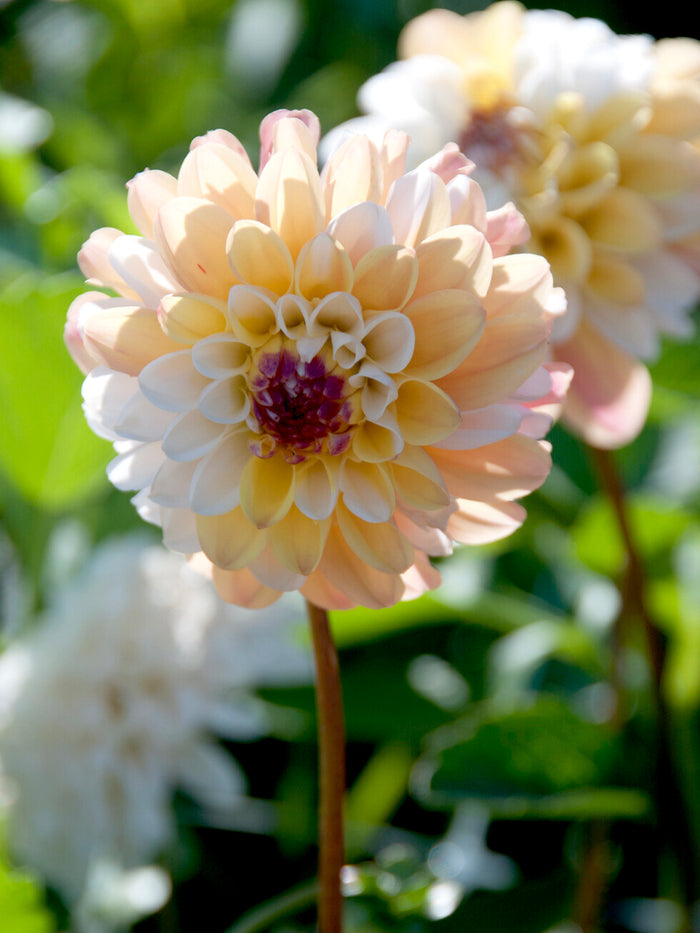 Dahlia Double Jill