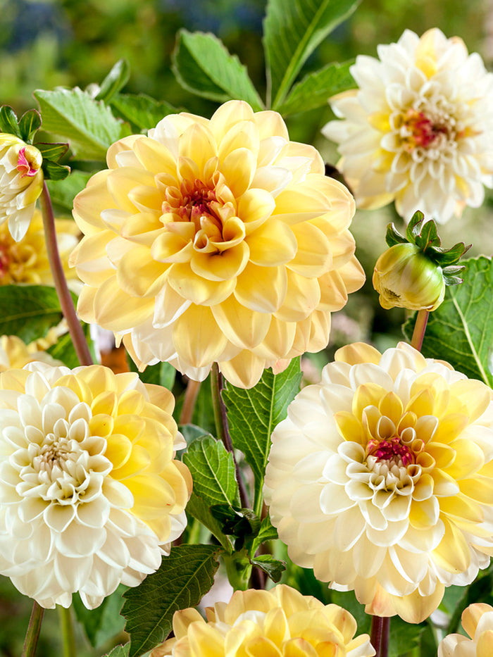 Dahlia Double Jill