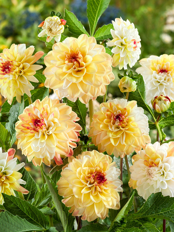 Dahlia Double Jill