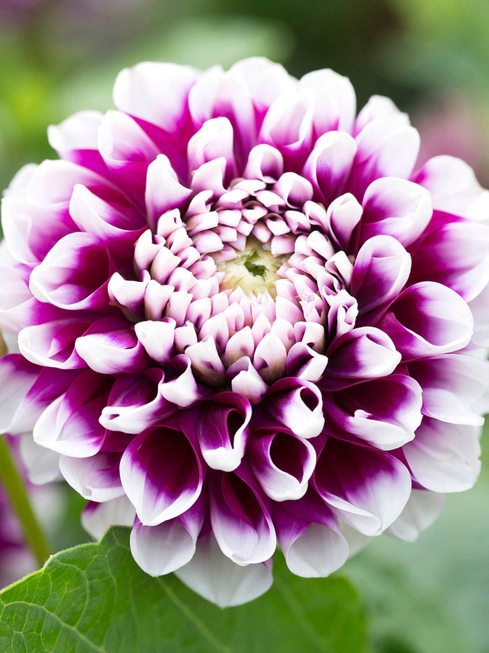 Buy  Dahlia Edinburgh Tubers