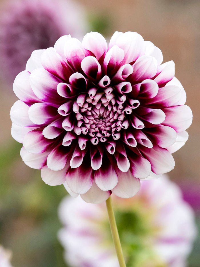 Dahlia Edinburgh Tubers