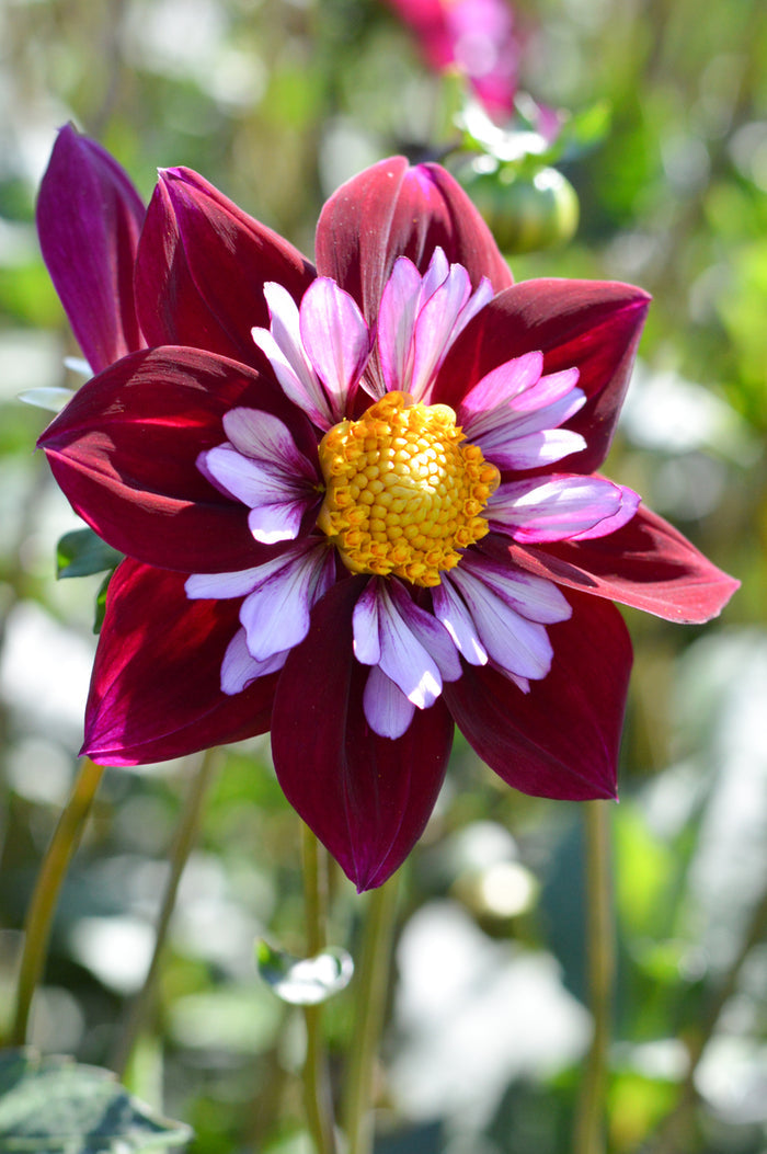 Dahlia Eefje Tubers and Bulbs