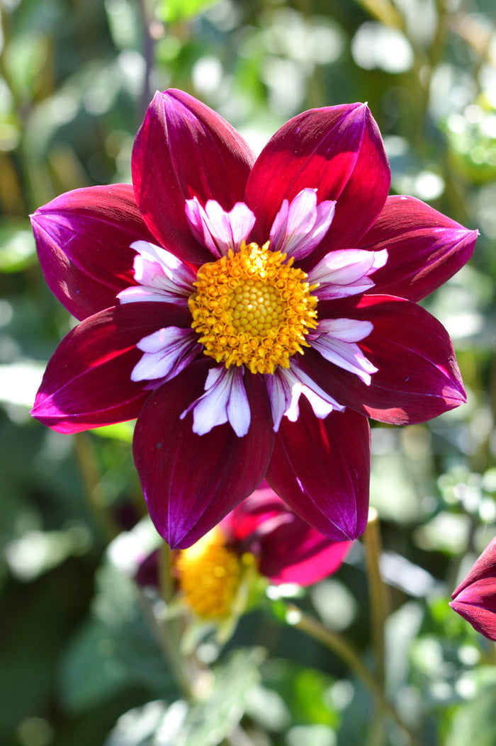 Dahlia Eefje Tubers