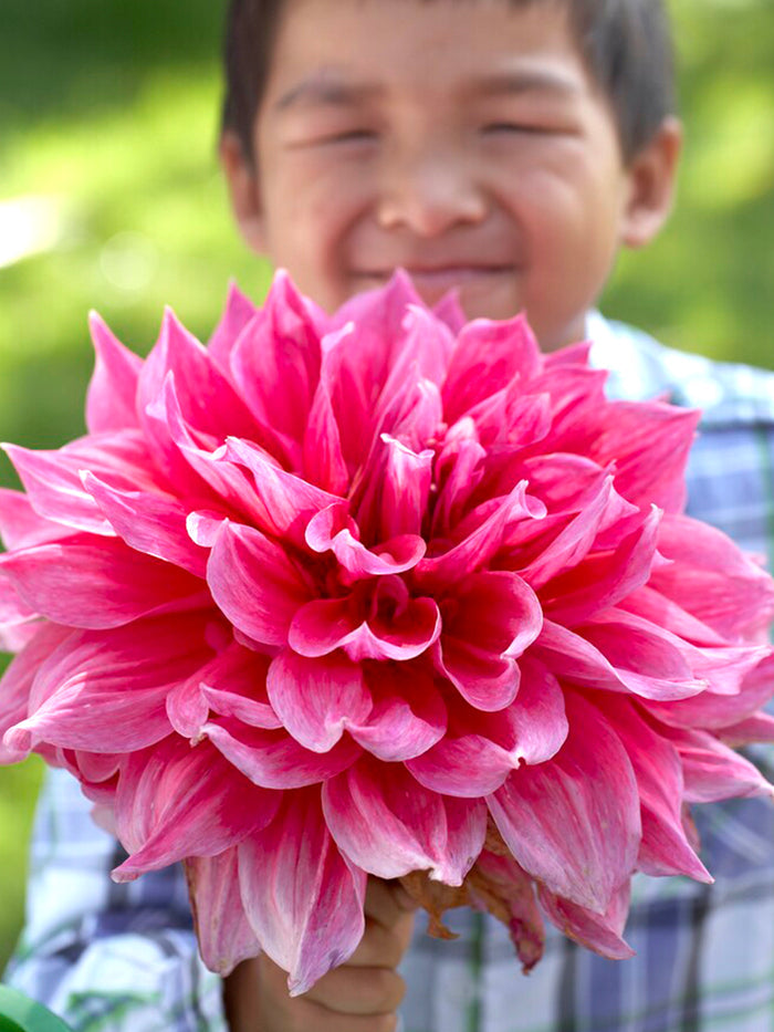 Dahlia Emory Paul