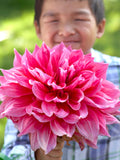 Dahlia Emory Paul
