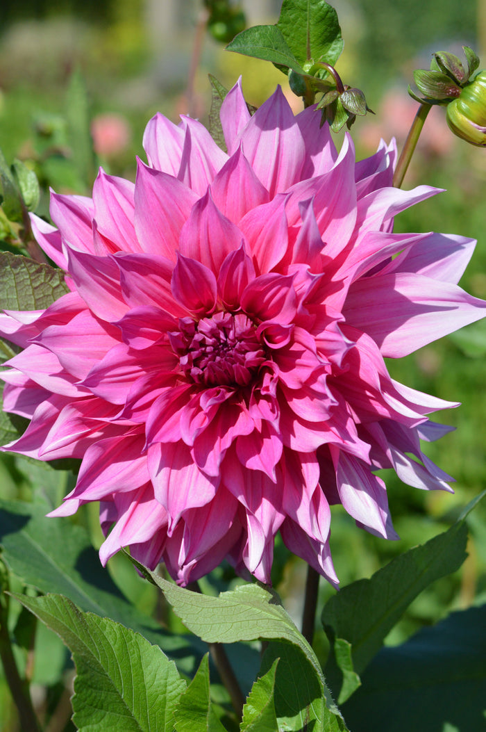 Dahlia Emory Paul