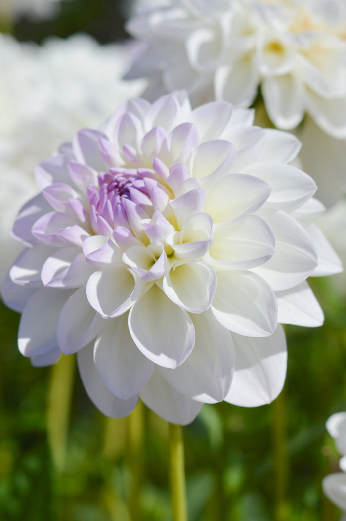 Dahlia Eveline