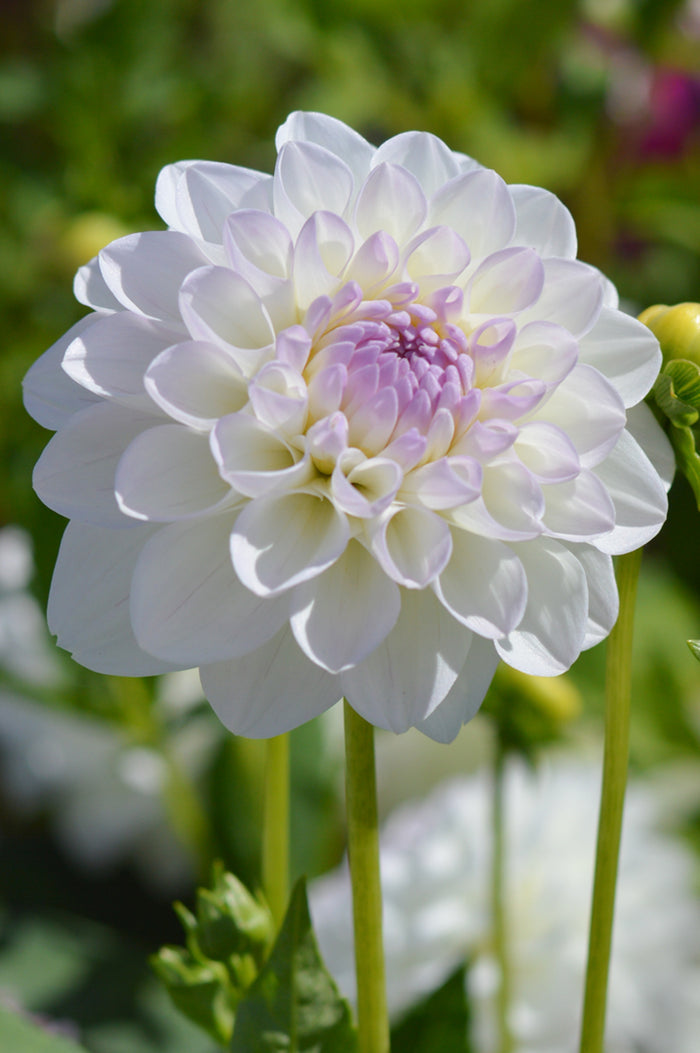 Dahlia Eveline
