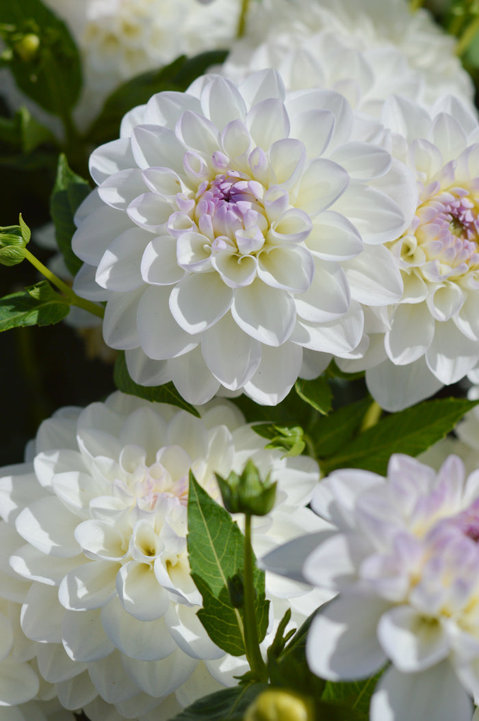 Dahlia Eveline