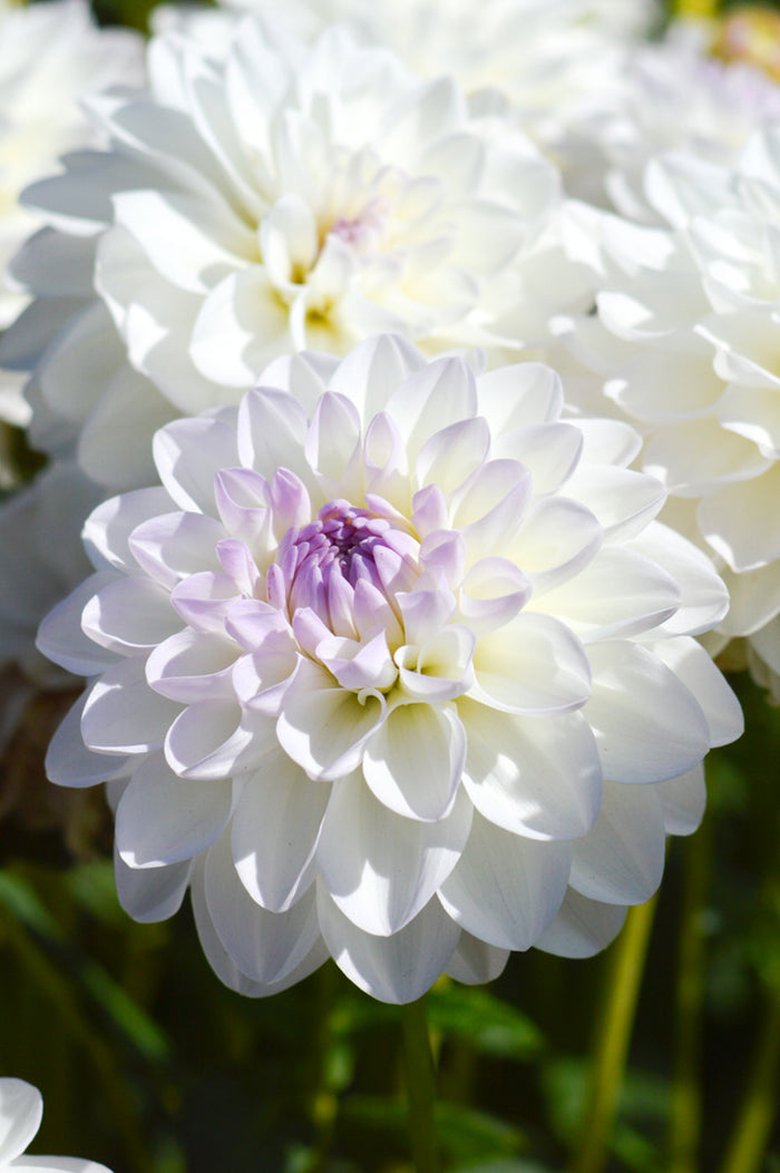 Dahlia Eveline