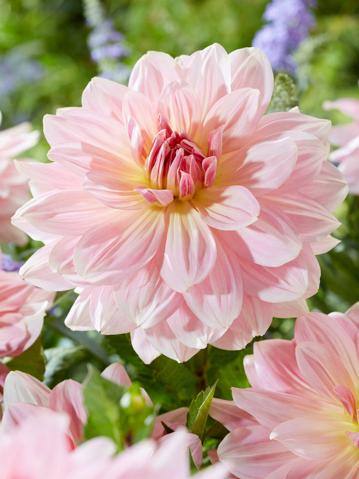 Dahlia Fairway Pilot