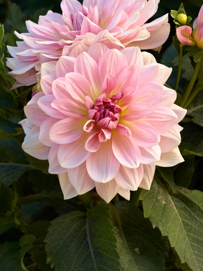 Dahlia Fairway Pilot