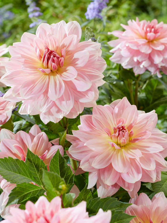 Dahlia Fairway Pilot