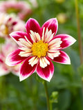 Dahlia Fashion Monger