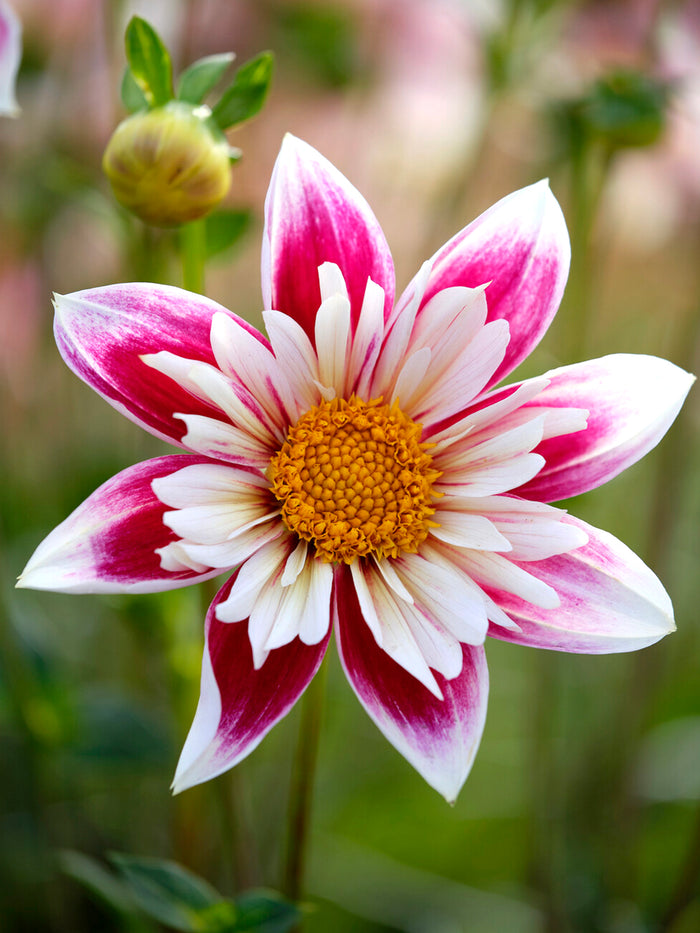 Dahlia Fashion Monger