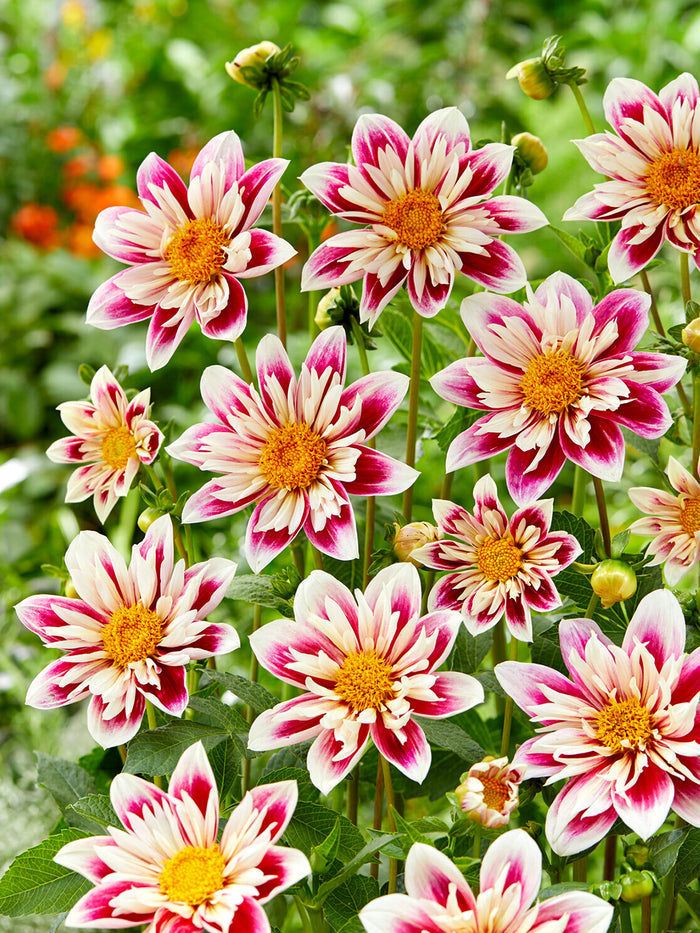 Dahlia Fashion Monger