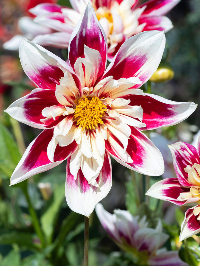 Dahlia Fashion Monger