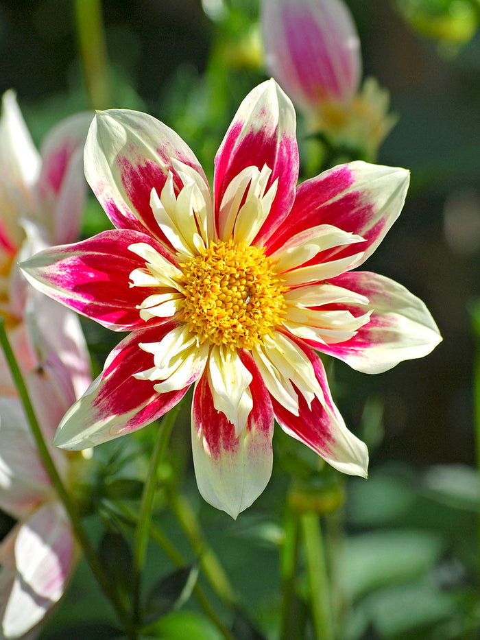 Dahlia Fashion Monger